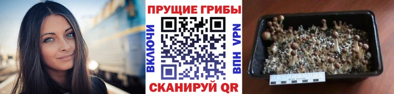 OMG сайт  нарко площадка состав  Псилоцибиновые грибы Psilocybe  Бикин 